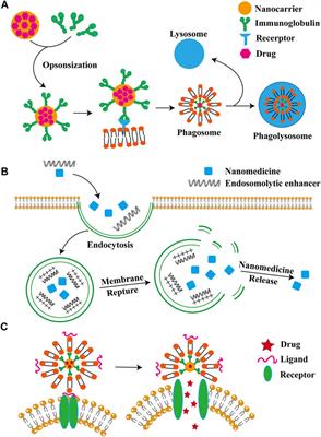 Activation of cancer immunotherapy by nanomedicine